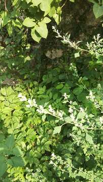 Plancia ëd Chenopodium opulifolium Schrader