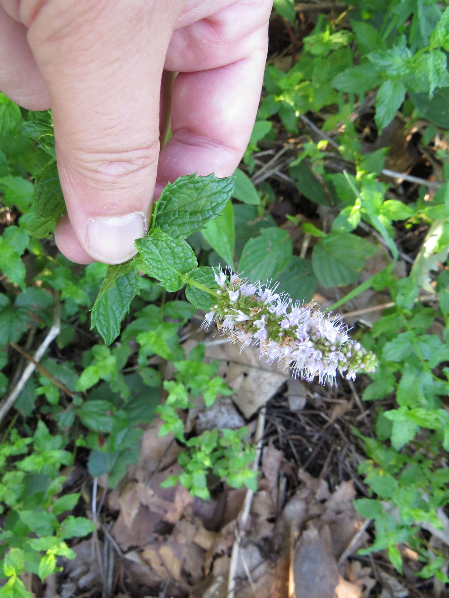 Image of Garden mint