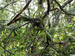 Image of Tillandsia diguetii Mez & Rol.-Goss.