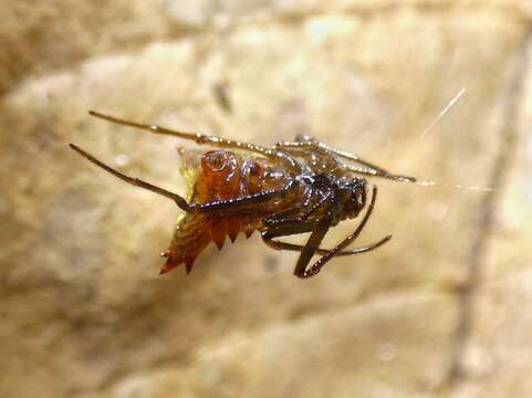 Image of Micrathena triangularis (C. L. Koch 1836)