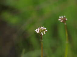 Image de Valeriana simplicifolia (Rchb.) Kabath