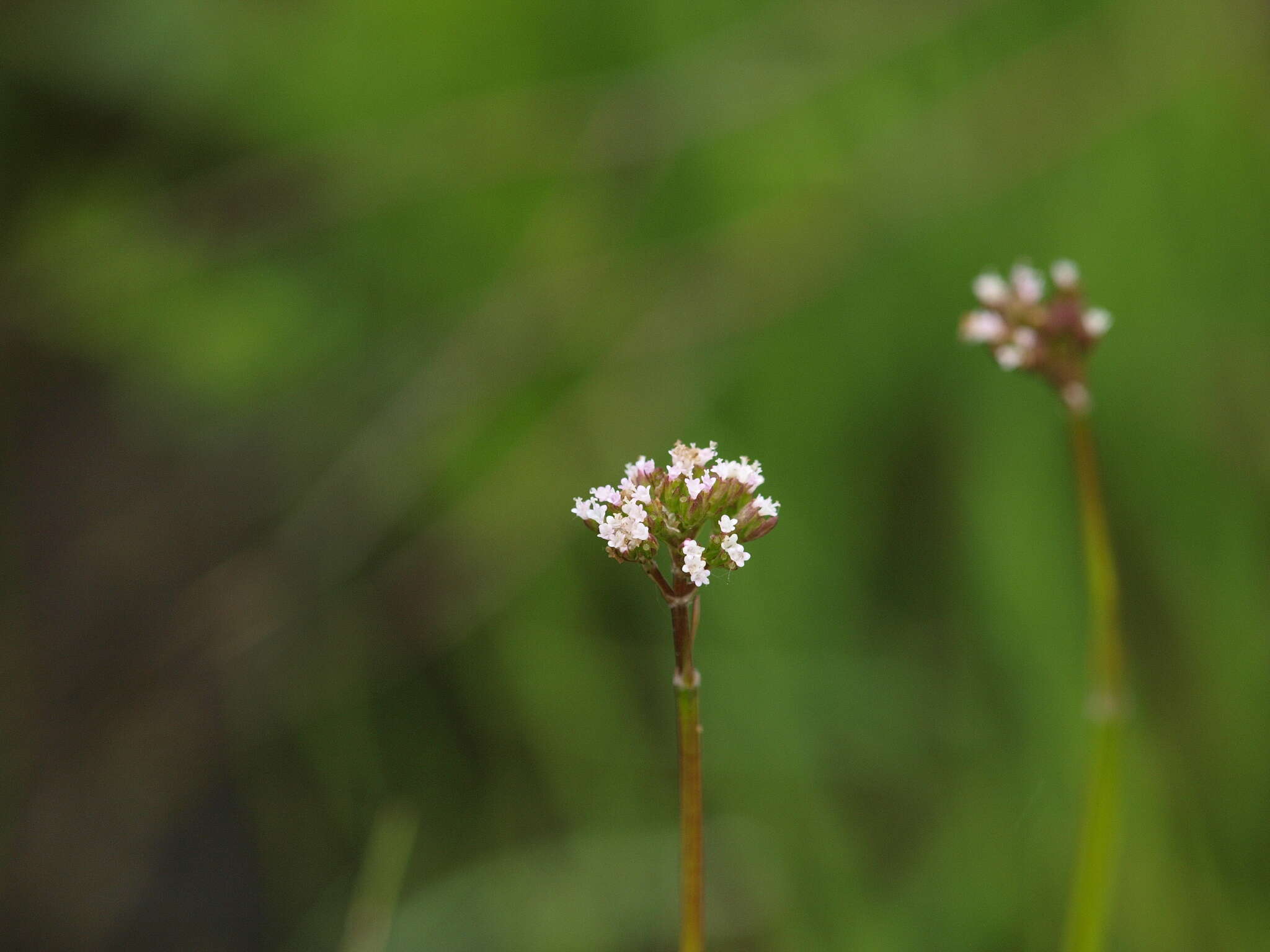 Image of Valeriana simplicifolia (Rchb.) Kabath