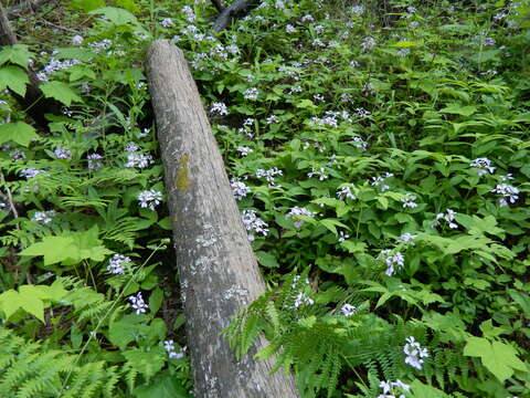 Imagem de Cardamine constancei Detling