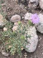 Image of Wheeler's thistle