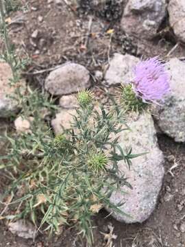 Image of Wheeler's thistle