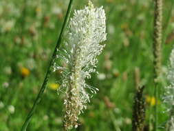 Image de Plantain bâtard