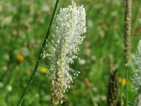 Image of Hoary Plantain