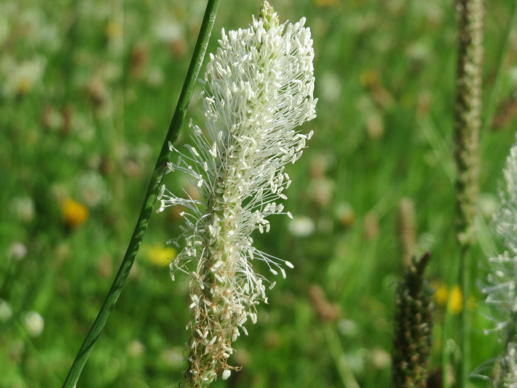 Image de Plantain bâtard