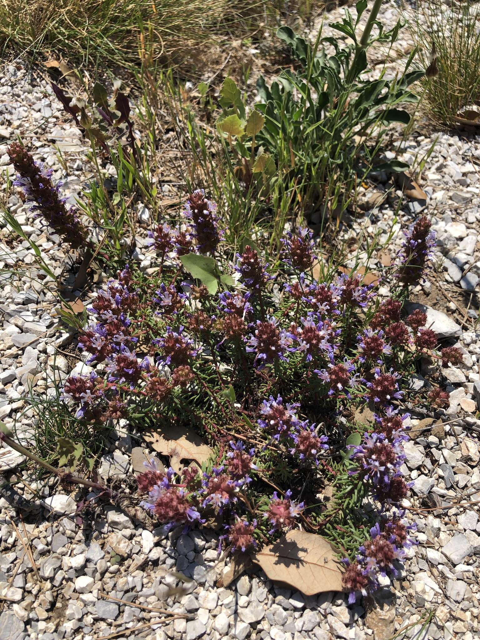 Image of Coris monspeliensis subsp. annua (Halácsy & Bald.) Arrigoni