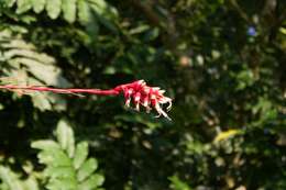 Image of Vriesea flammea L. B. Sm.