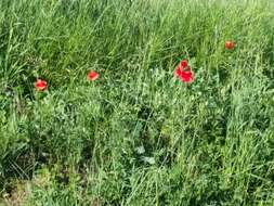 Image of corn poppy