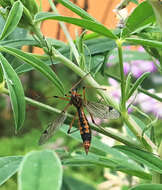 Tipula (Hesperotipula) californica (Doane 1908)的圖片