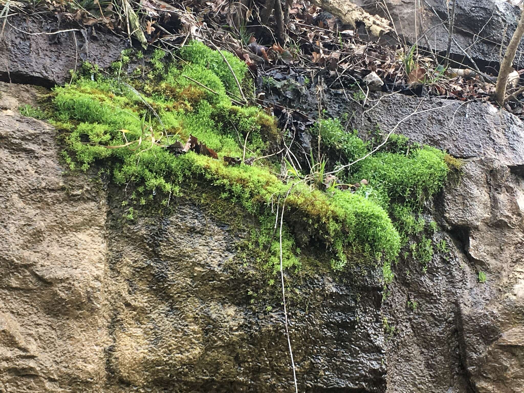 Image of American Water Starwort