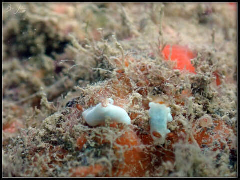 Image of Trapania gibbera Gosliner & Fahey 2008