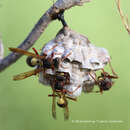 Image of Polistes variabilis (Fabricius 1781)