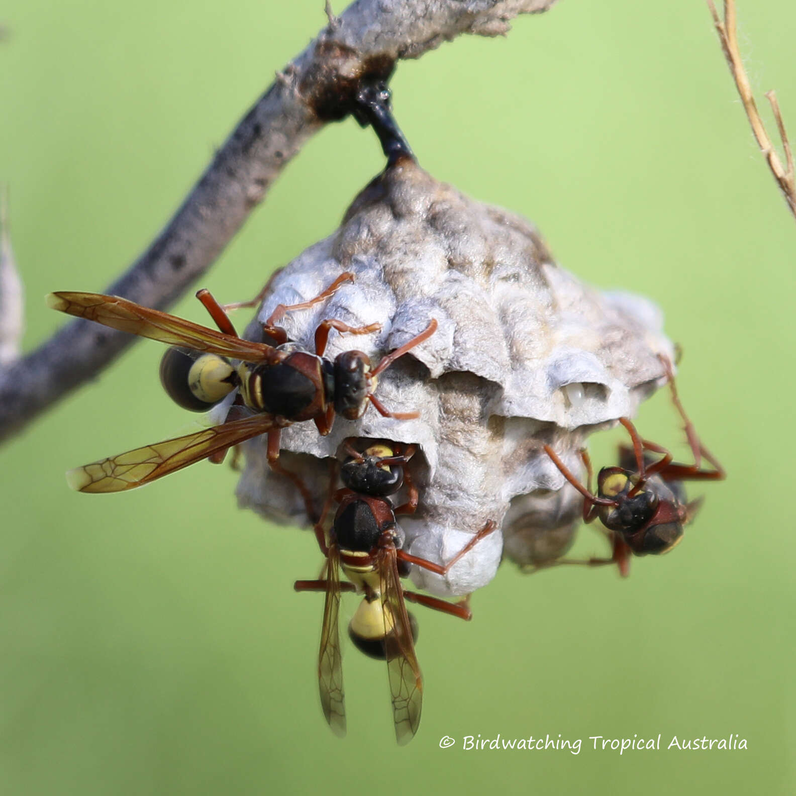 Image de Polistes variabilis (Fabricius 1781)