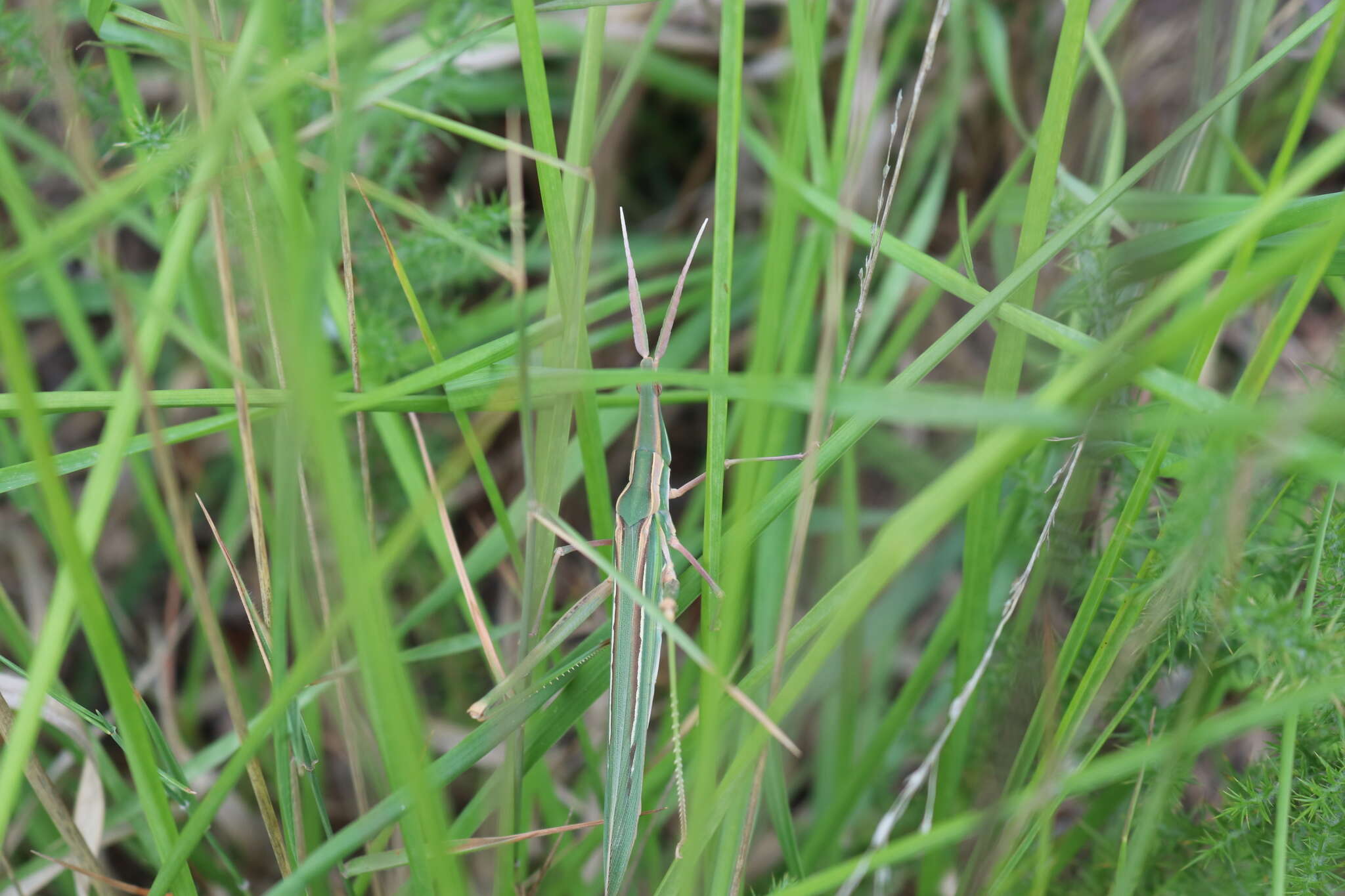 Truxalis nasuta (Linnaeus 1758) resmi