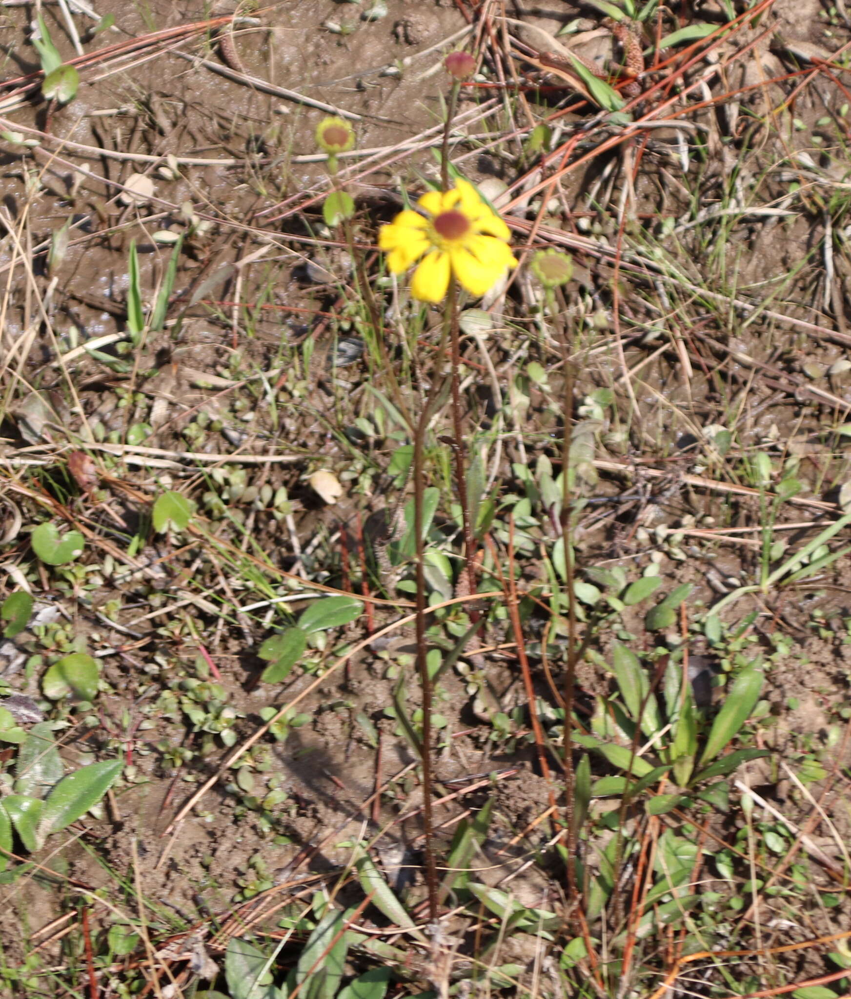 Image of Short-Leaf Sneezeweed