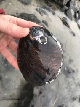 Image of Black Abalone