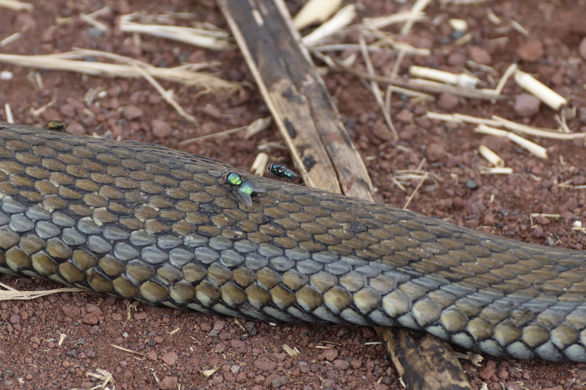 Image of Thamnophis eques obscurus Conant 2003