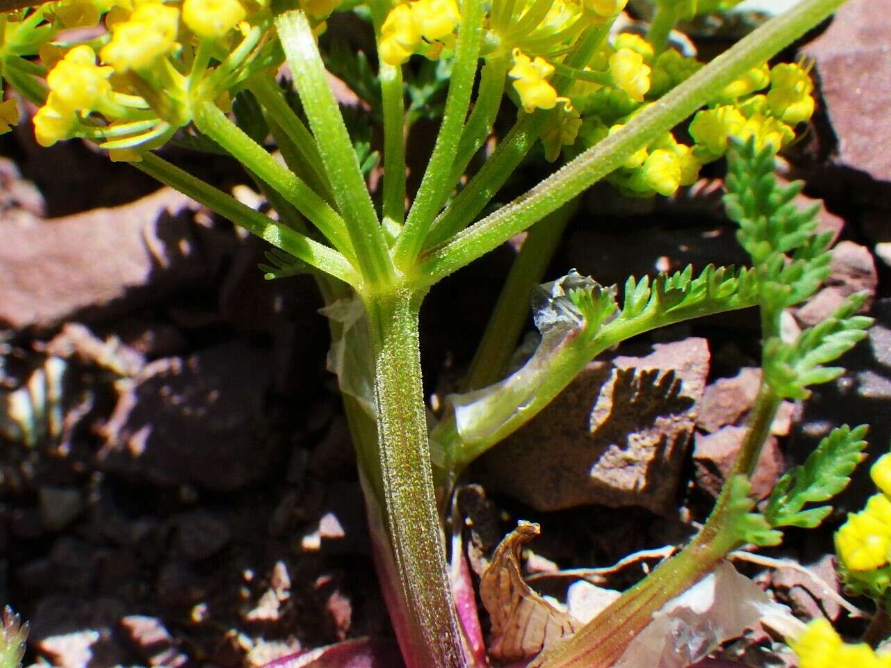 Imagem de Lomatium sandbergii (Coult. & Rose) Coult. & Rose