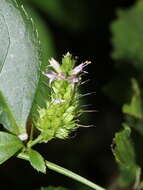 Image of Veronicastrum axillare var. simadai (Masam.) H. Y. Liu