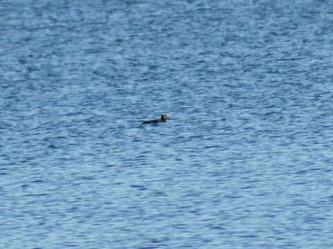 Image of White-winged Scoter