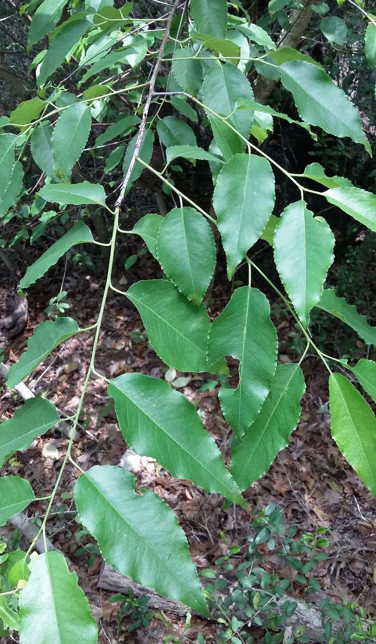 Image of black cherry