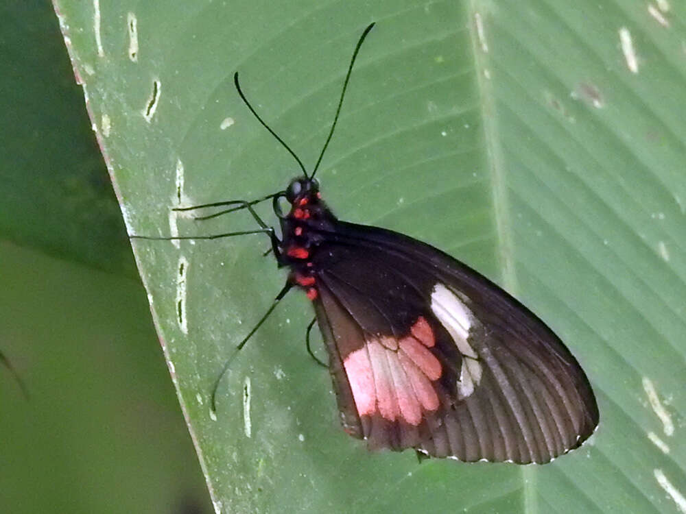 صورة Parides eurimedes (Stoll 1782)