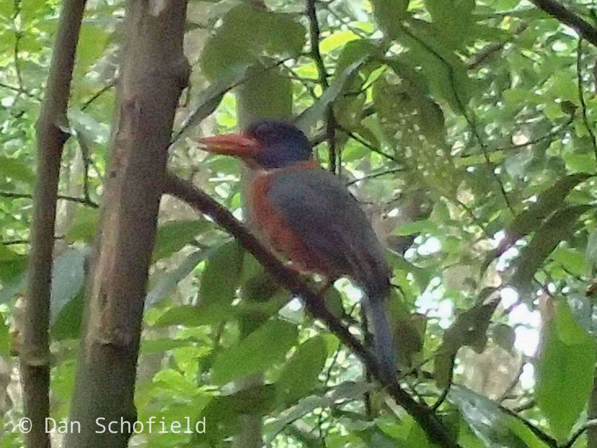 Image of Blue-headed Kingfisher