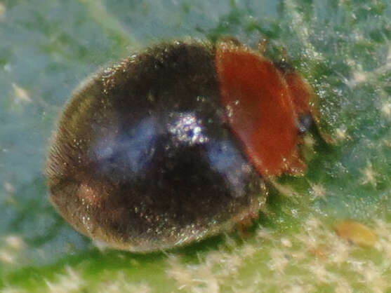 Image of Scymnus (Pullus) cervicalis Mulsant 1850