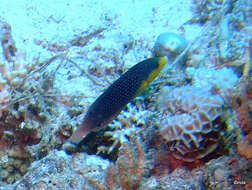 Image of Twister Wrasse