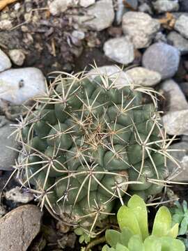 Image of Coryphantha elephantidens (Lem.) Lem.