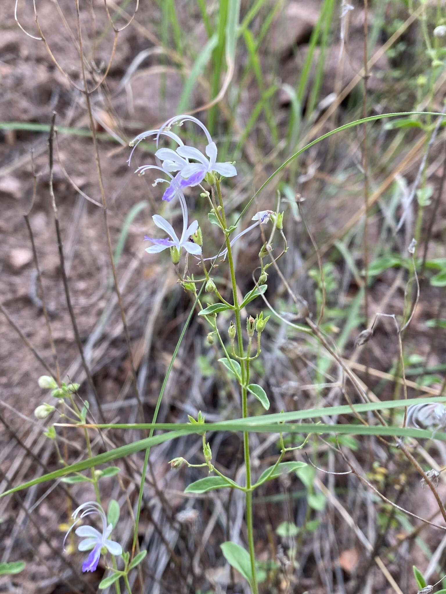 Sivun Trichostema arizonicum A. Gray kuva