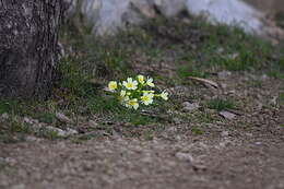 Image of Primrose