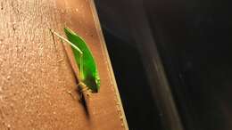 Image of Giant Katydid