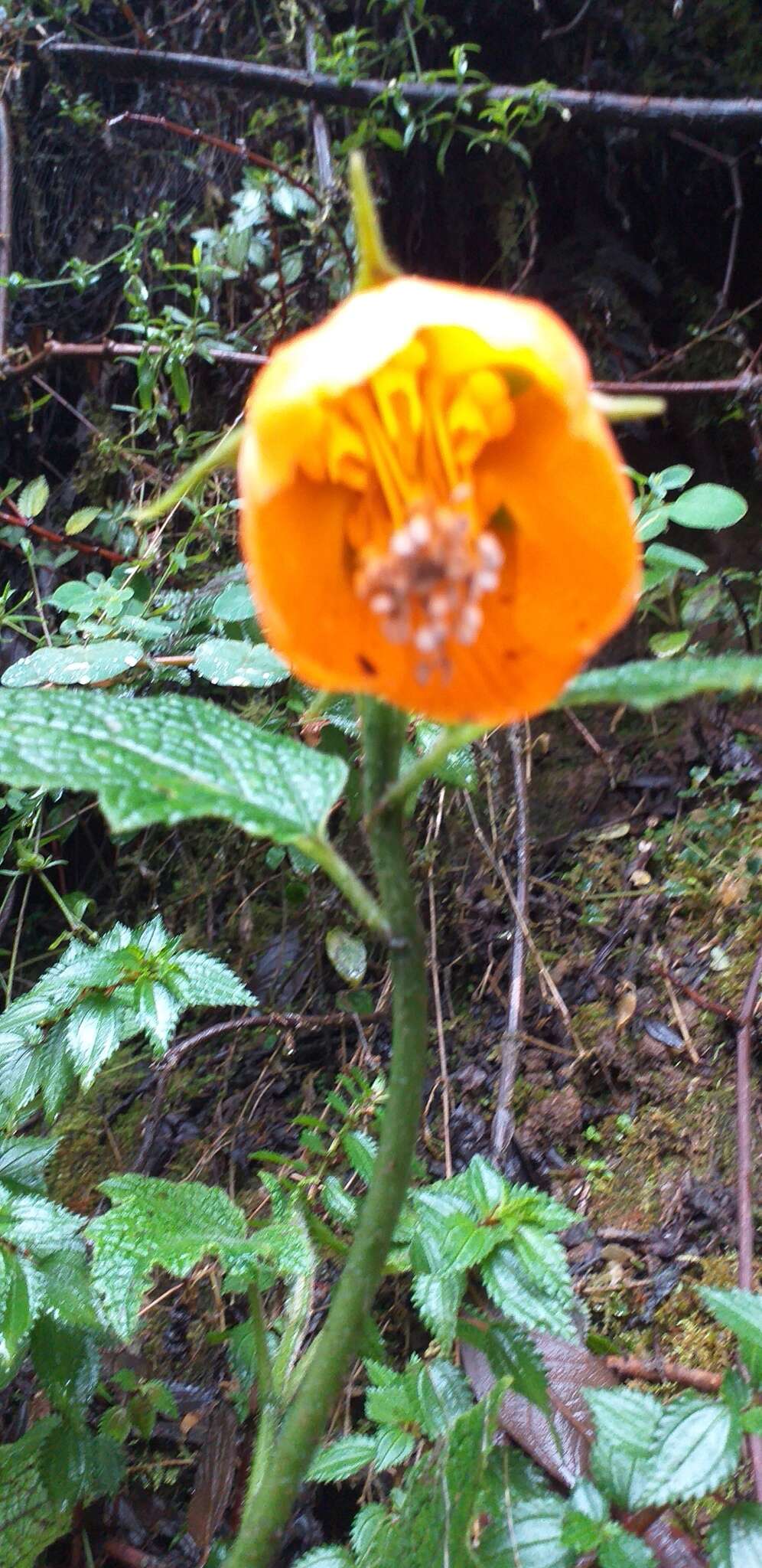 Nasa grandiflora (Lam.) Weigend resmi