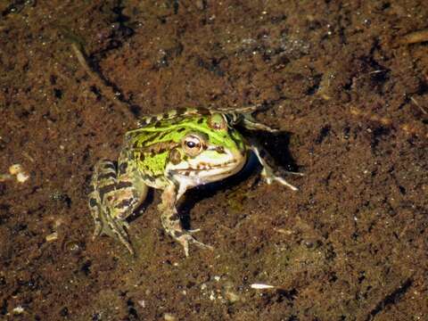 Image of Perez's Frog