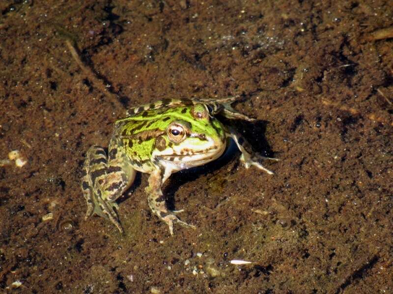 Image of Perez's Frog