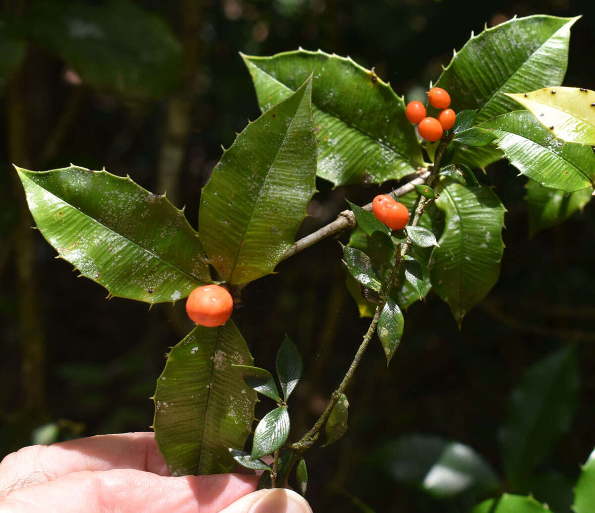 Image of Chain Fruit