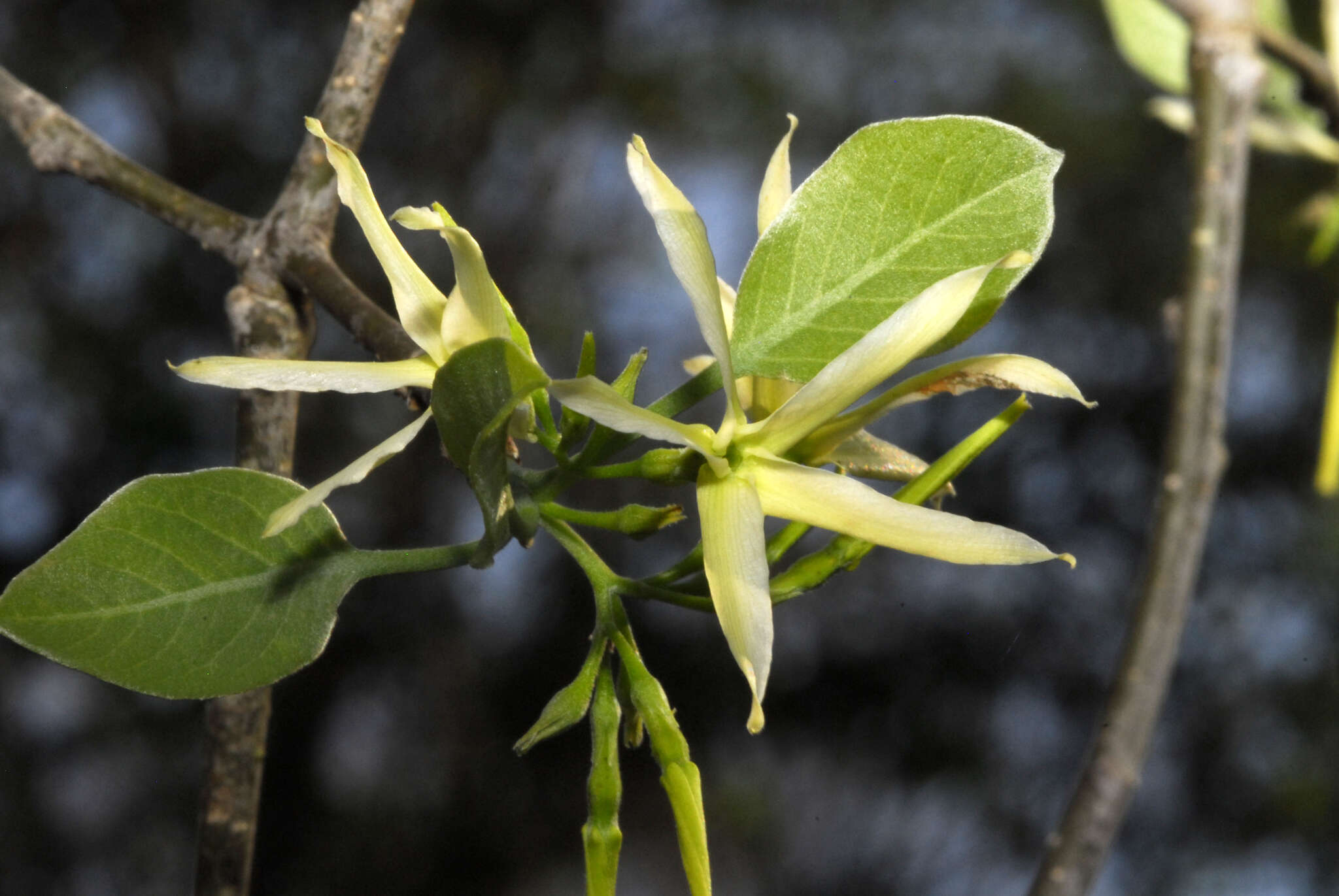 Imagem de Aspidosperma pyrifolium Mart.