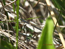 Image of Silver leafhopper