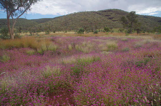 Image of Gomphrena canescens subsp. canescens