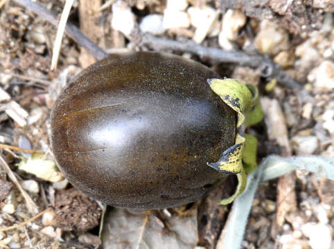 Слика од Diospyros californica (Brandegee) I. M. Johnst.