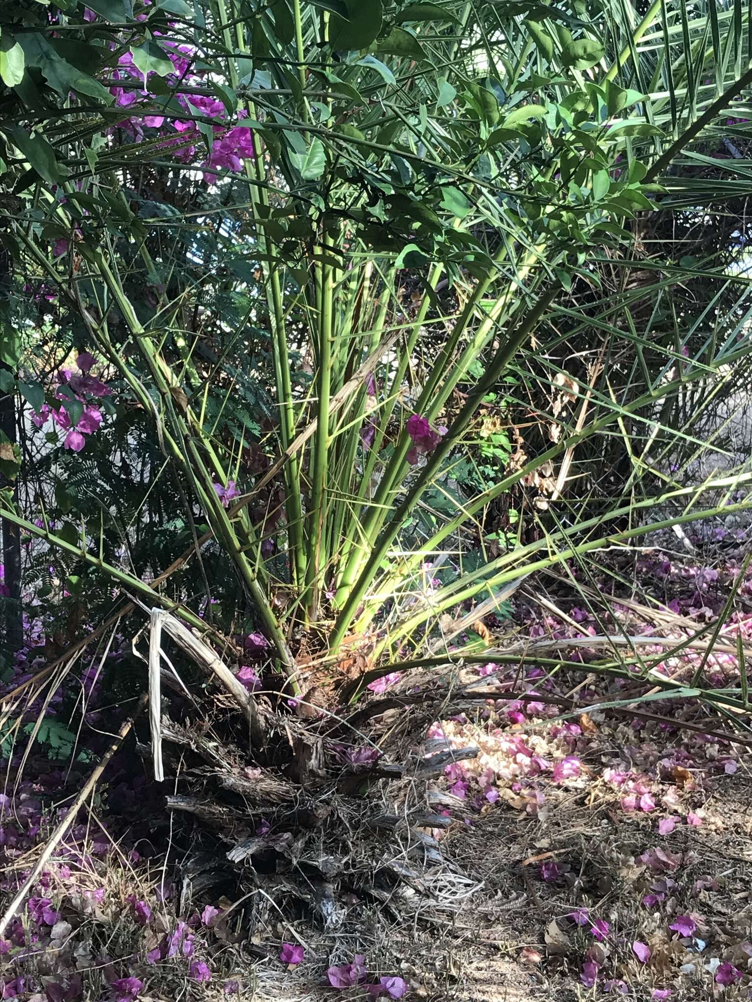 Image of pygmy date palm