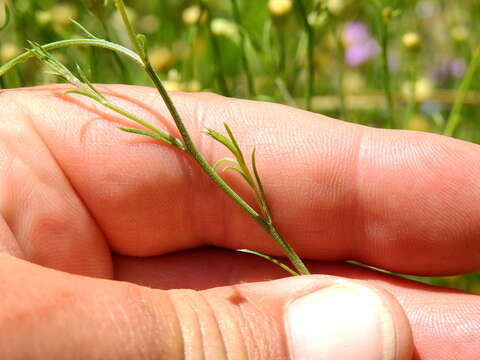 Image of Baccharis darwinii Hook. & Arn.