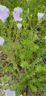 Imagem de Linum hirsutum subsp. hirsutum