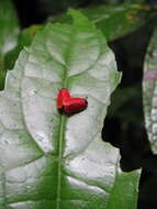 Imagem de Tomaspis biolleyi (Distant 1900)