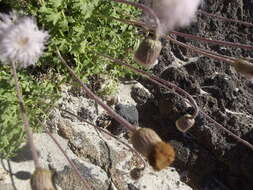 Image of Hofmeisteria fasciculata (Benth.) Walp.