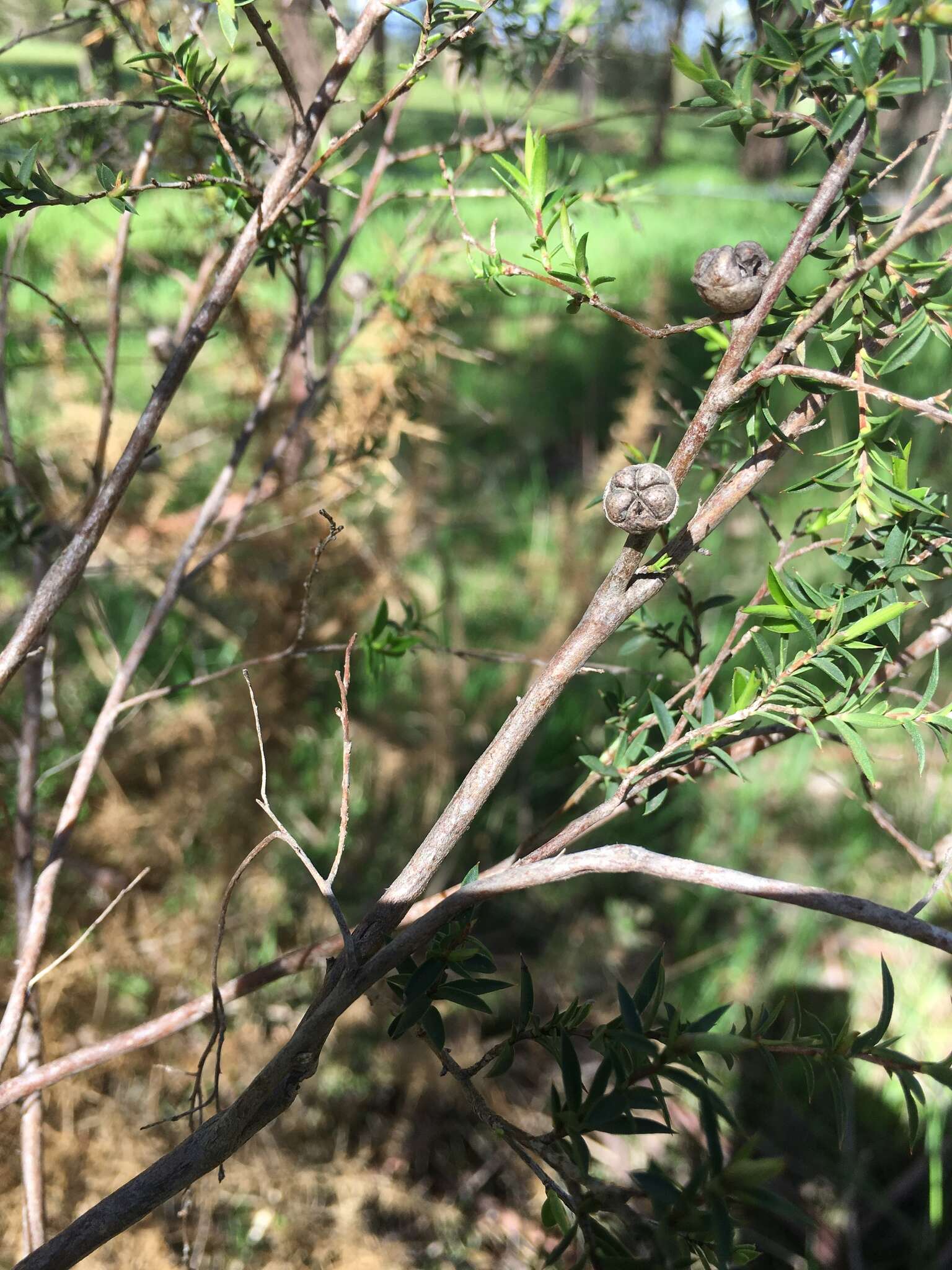 Image of Leptospermum continentale J. Thompson